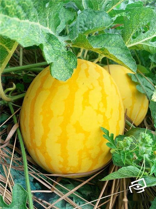 张北海吃瓜,吃瓜群众的美食之旅